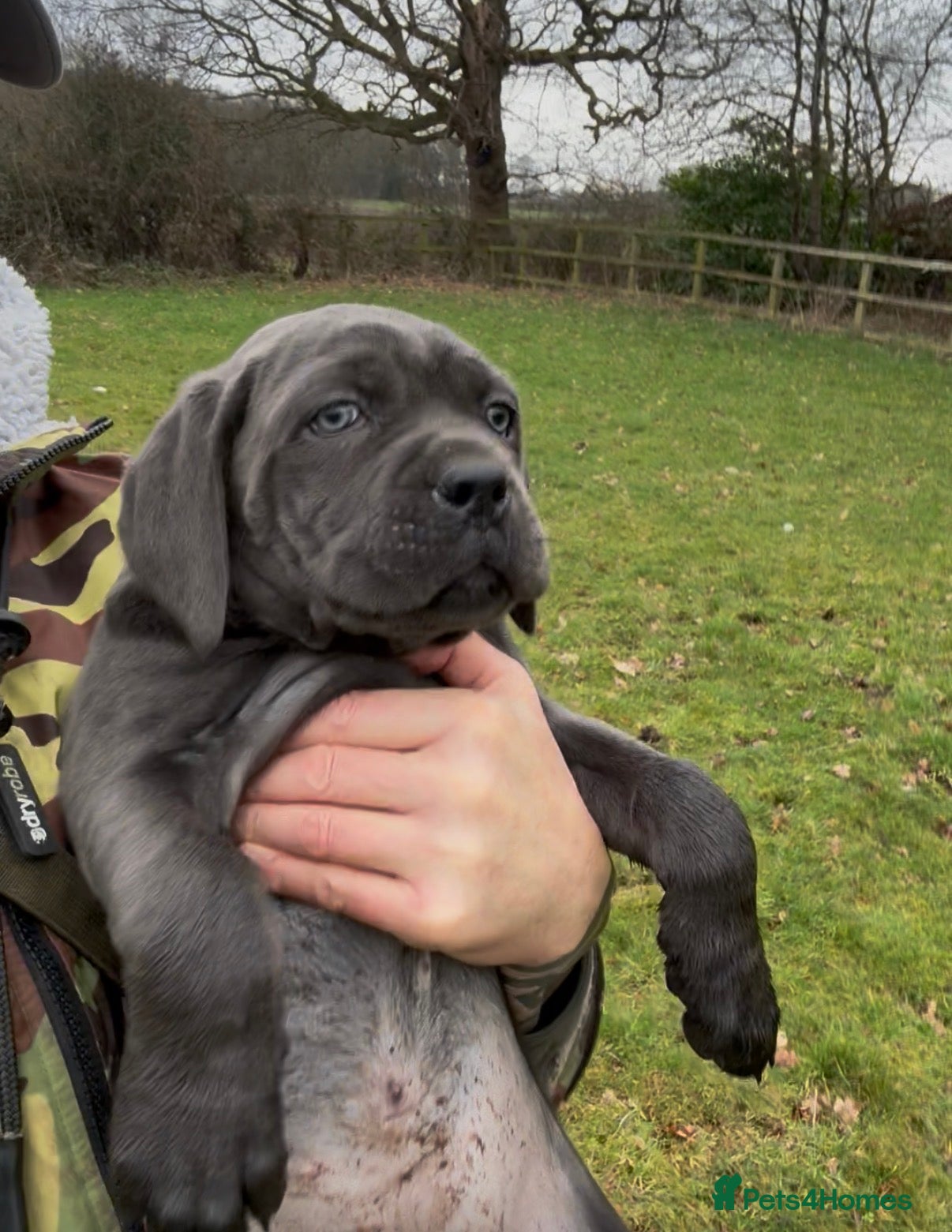 Cane Corso dogs Cane corso puppy’s  - Advert 20