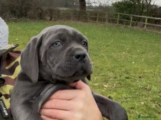 Cane Corso dogs Cane corso puppy’s - Advert 20