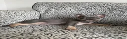 French Bulldog dogs for sale: Female french bulldog puppy  - Advert 3