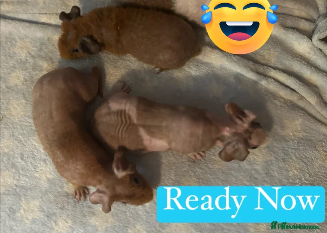 Guinea Pig rodents Skinny Pig Boars  - Advert 3