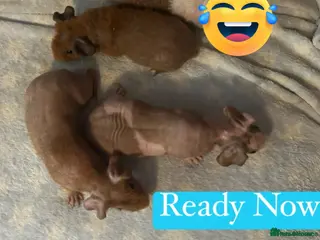 Guinea Pig rodents Skinny Pig Boars - Advert 3