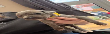 Yellow collar
