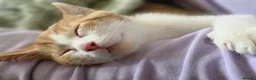 Mixed Breed cats for sale: These are exceptional kittens. - Advert 34
