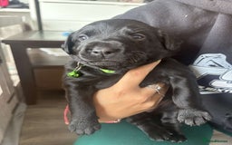 Mixed Breed dogs for sale: Adorable Lab/Spaniel/Collie Mix Puppies for Sale - Image 7