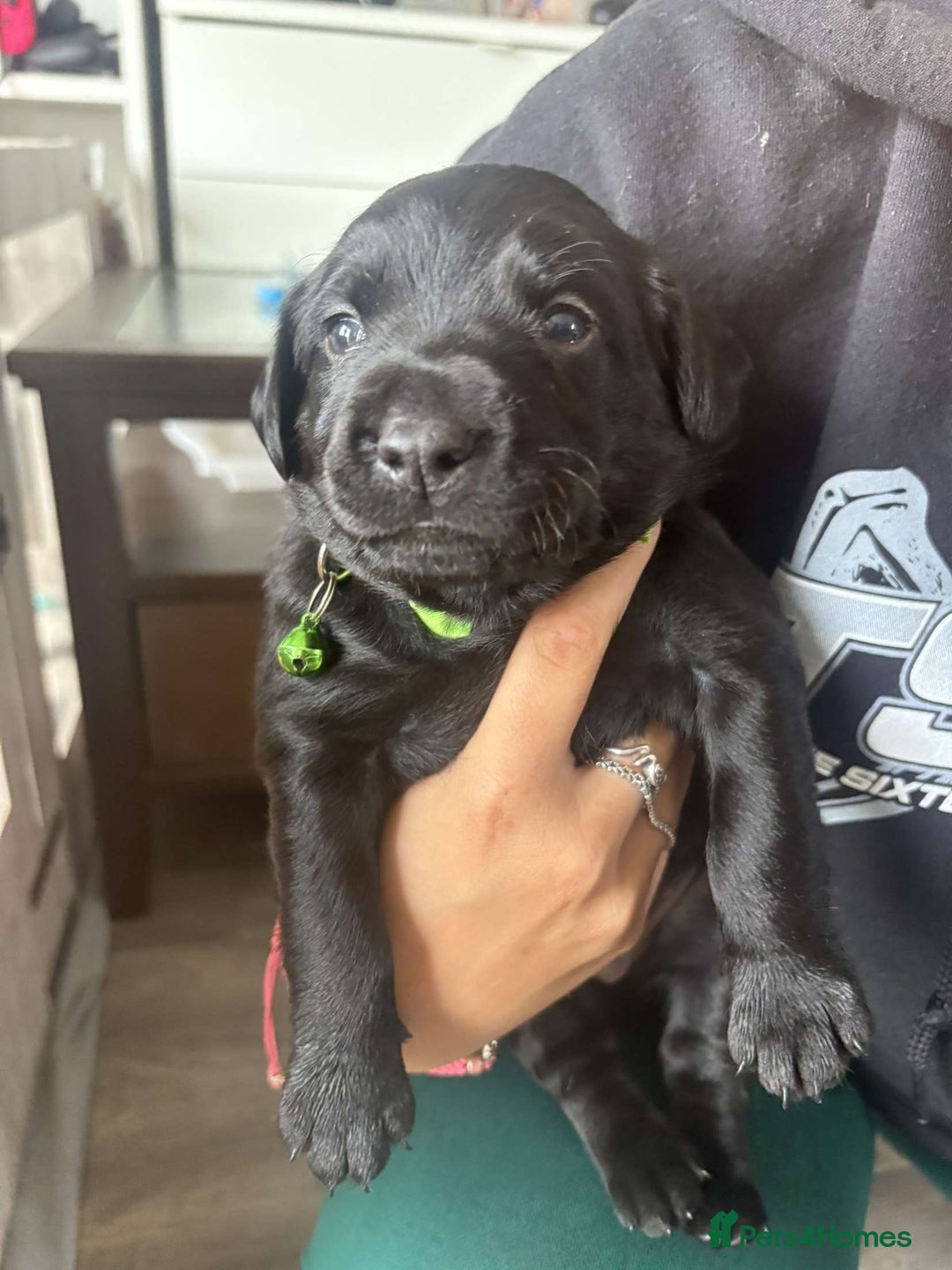 Mixed Breed dogs for sale: Adorable Lab/Spaniel/Collie Mix Puppies for Sale - Image 7