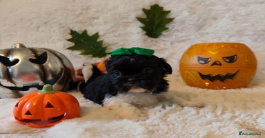 Shih Tzu dogs - Advert 4