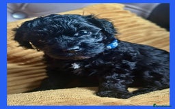 Cavapoo dogs for sale: F1 TOY CAVAPOOS ‘ONYX’ HEALTH TESTED - Image 9