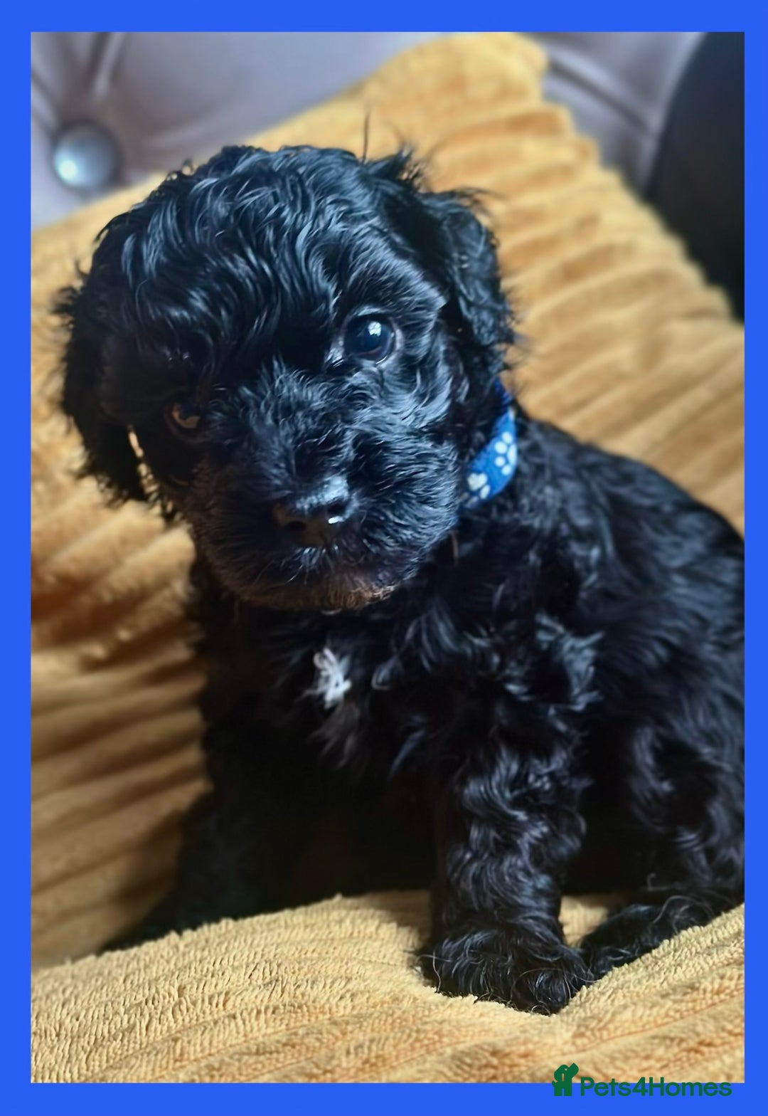 Cavapoo dogs for sale: F1 TOY CAVAPOOS ‘ONYX’ HEALTH TESTED - Image 9