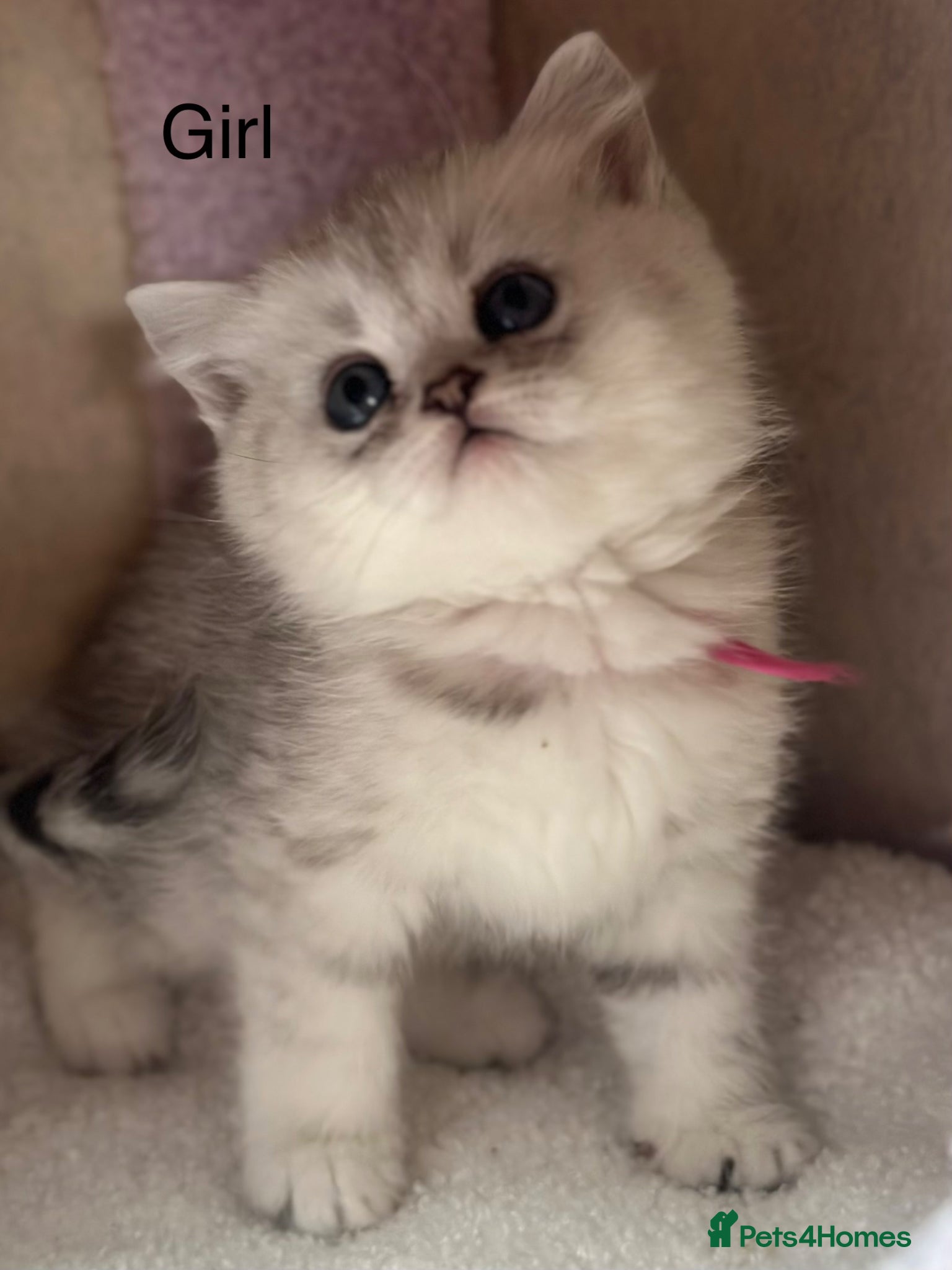 British Shorthair cats Last gorgeous girl left 😻 - Advert 3