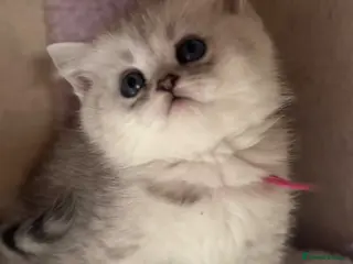 British Shorthair cats Last gorgeous girl left 😻 - Advert 1