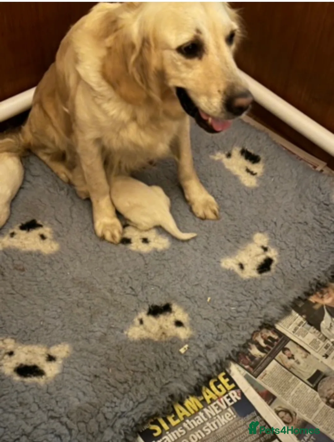 Golden Retriever dogs for sale: 🐾 Beautiful Golden Retriever Puppies - Advert 10
