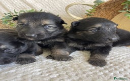 German Shepherd dogs for sale: STUNNING DNA TESTED GERMAN SHEPHERDS - Image 2