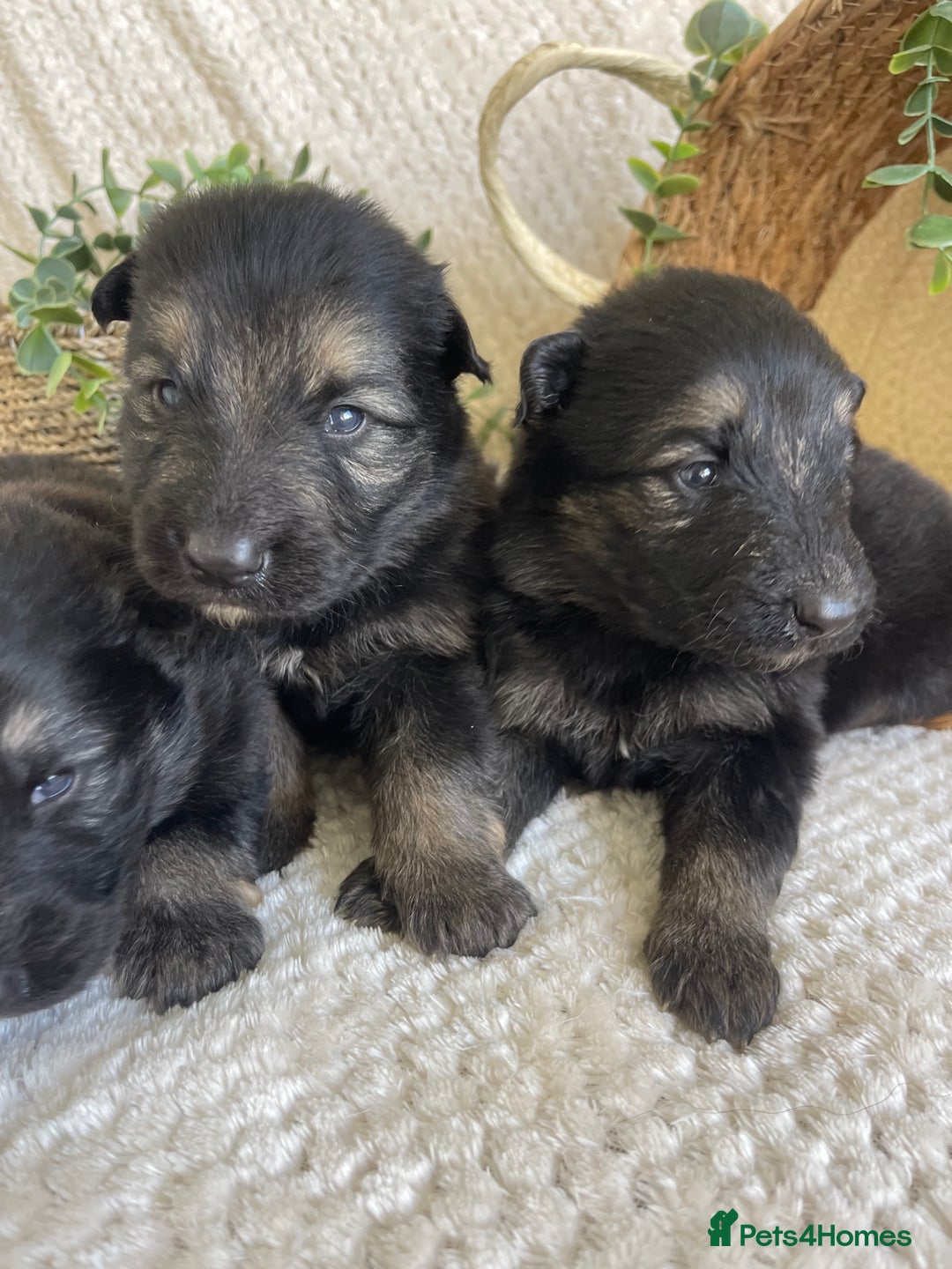 German Shepherd dogs for sale: STUNNING DNA TESTED GERMAN SHEPHERDS - Image 2