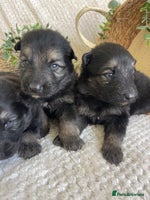German Shepherd dogs - Advert 1