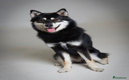 Pomsky dogs for sale: Milo, male Pomsky ages 14months - Image 3
