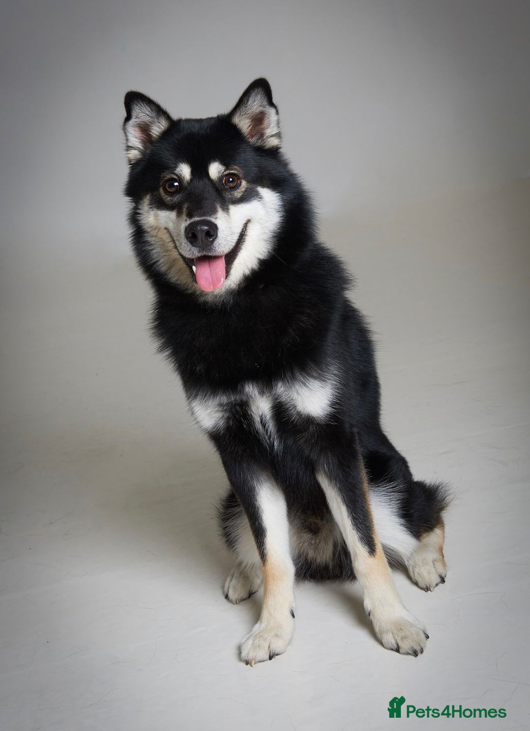 Pomsky dogs for sale: Milo, male Pomsky ages 14months - Image 3