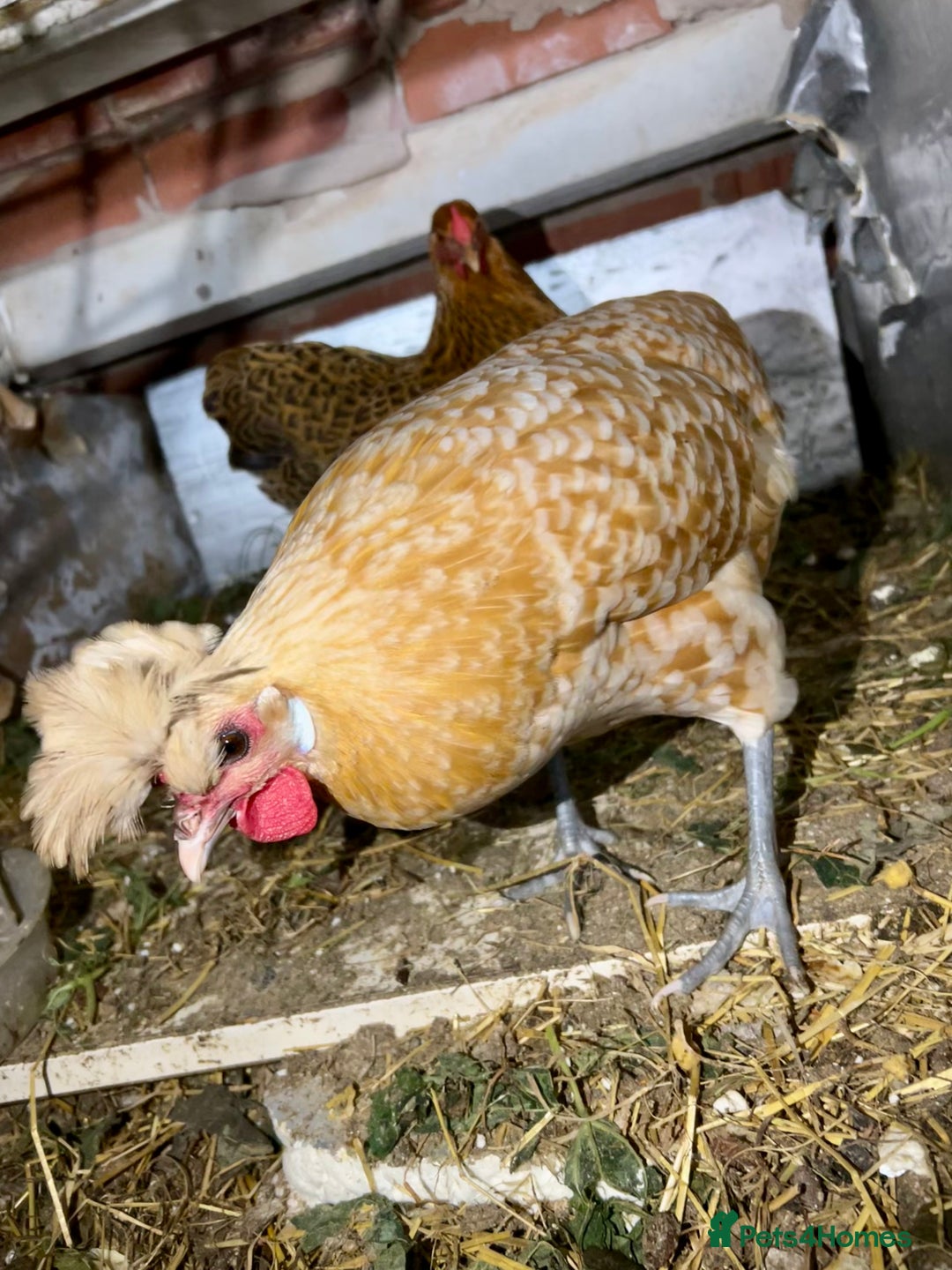 Chickens poultry for sale: Two young hens for sale - Image 3