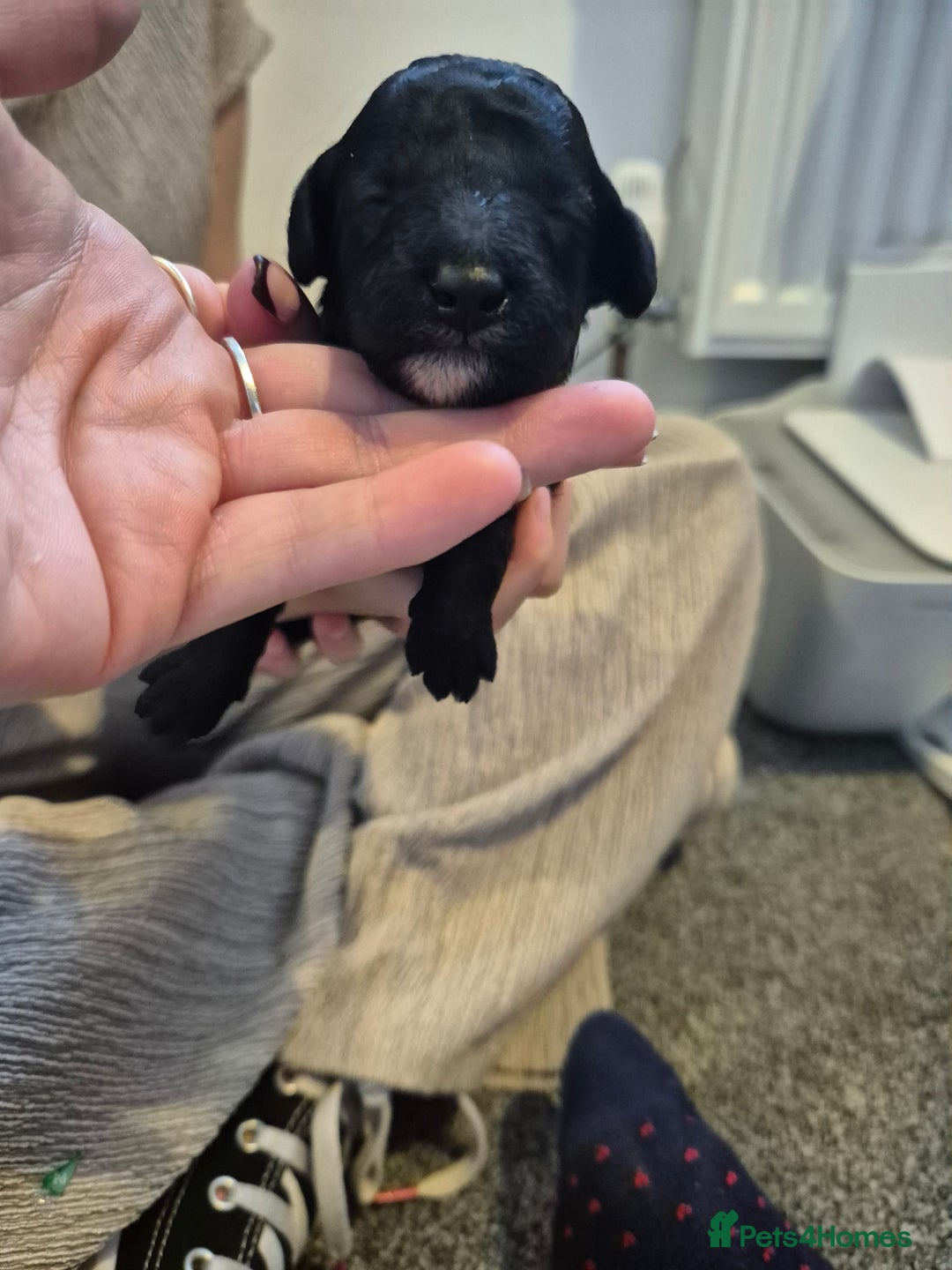 Toy Poodle dogs for sale: 5 beautiful black toy poodle puppies - Image 10