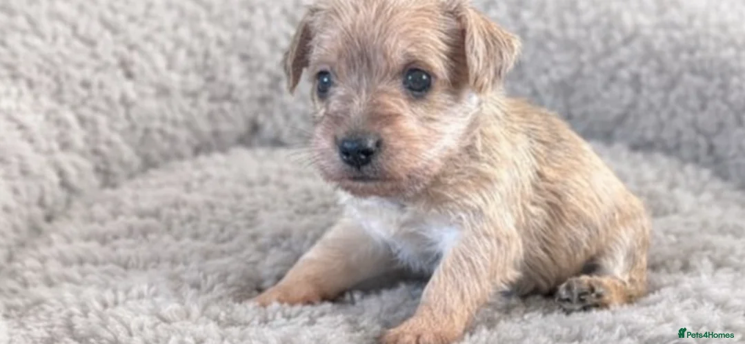Mixed Breed dogs for sale: Norfolk terrier cross - Advert 5