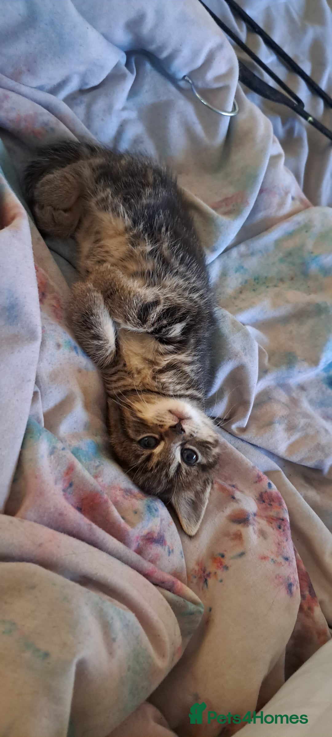 Mixed Breed cats for sale: Bengal mix kittens 😸 ♥️  - Image 10