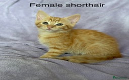 Mixed Breed cats for sale: Beautiful, friendly gingers! - Image 8