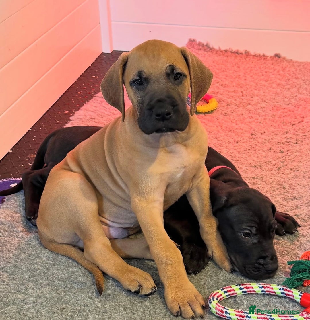 Great Dane dogs for sale: Waiting List Open - Advert 7