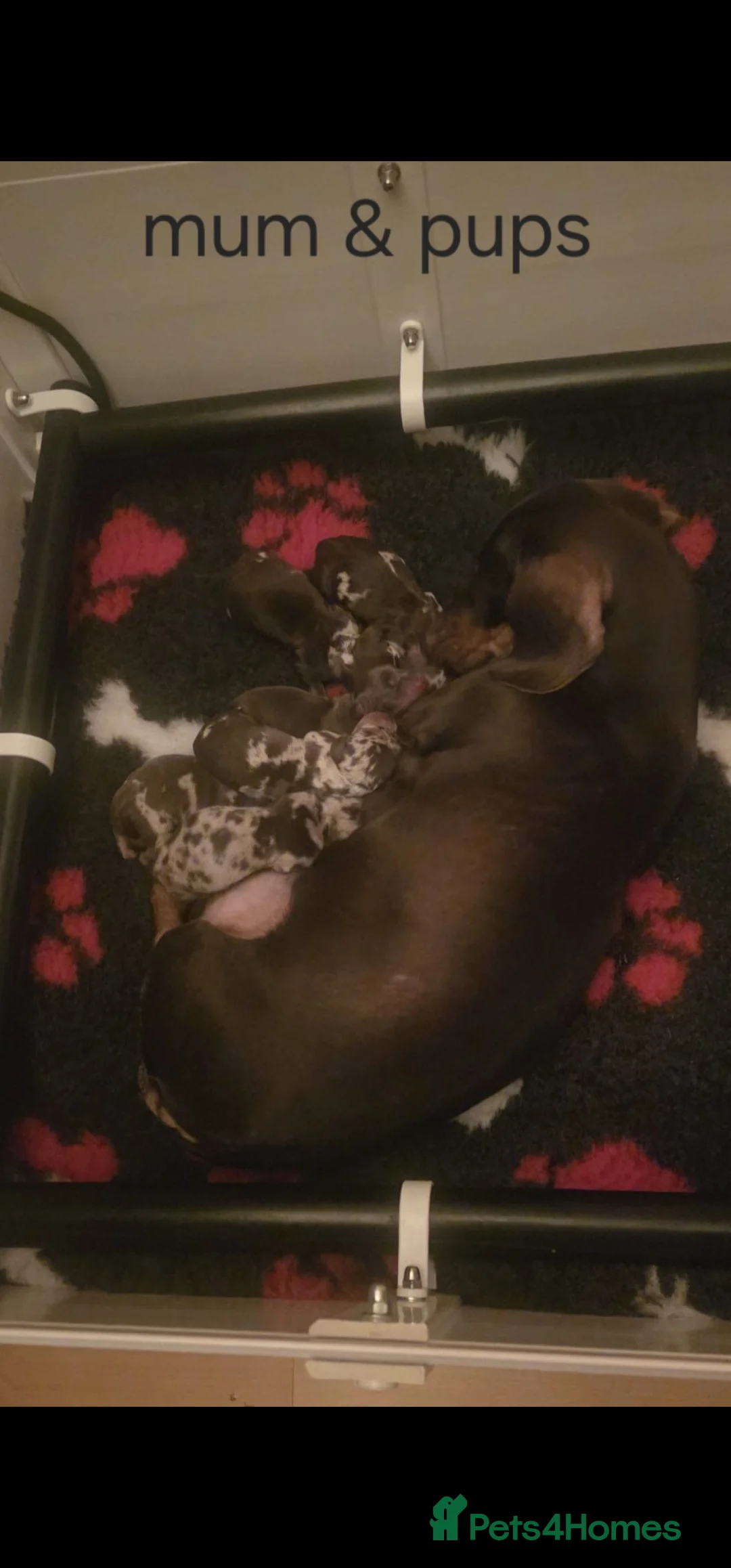 Miniature Dachshund dogs for sale: Stunning Mini Dachshund Puppies in Lincoln - Advert 6