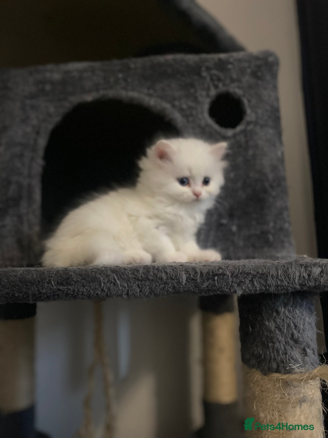 Persian cats for sale: white and orange cream doll face Persians - Image 5