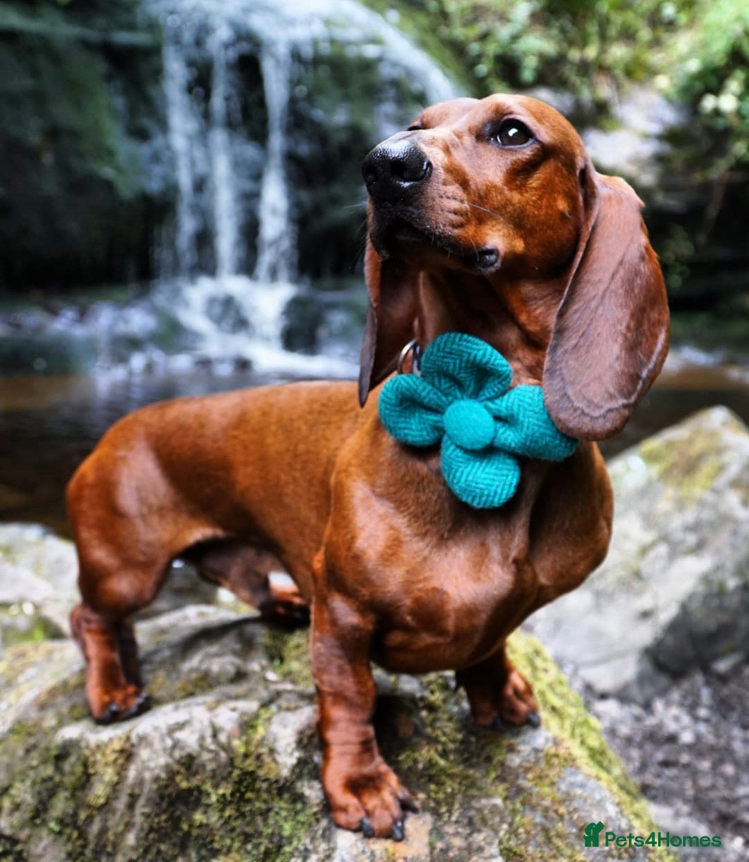 Dachshund dogs KC Standard smooth red hair dachshund  stud in Banbury - Advert 2