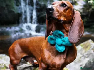 Dachshund dogs KC Standard smooth red hair dachshund stud in Banbury - Advert 5