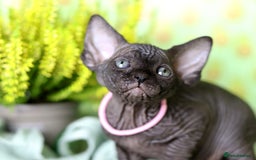 Sphynx cats for sale: Bloodline Sphynx Kittens  - Image 9