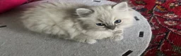 Ragdoll cats for sale: GCCF reg. Blue Tabby Colourpoint Ragdoll kitten  - Advert 8