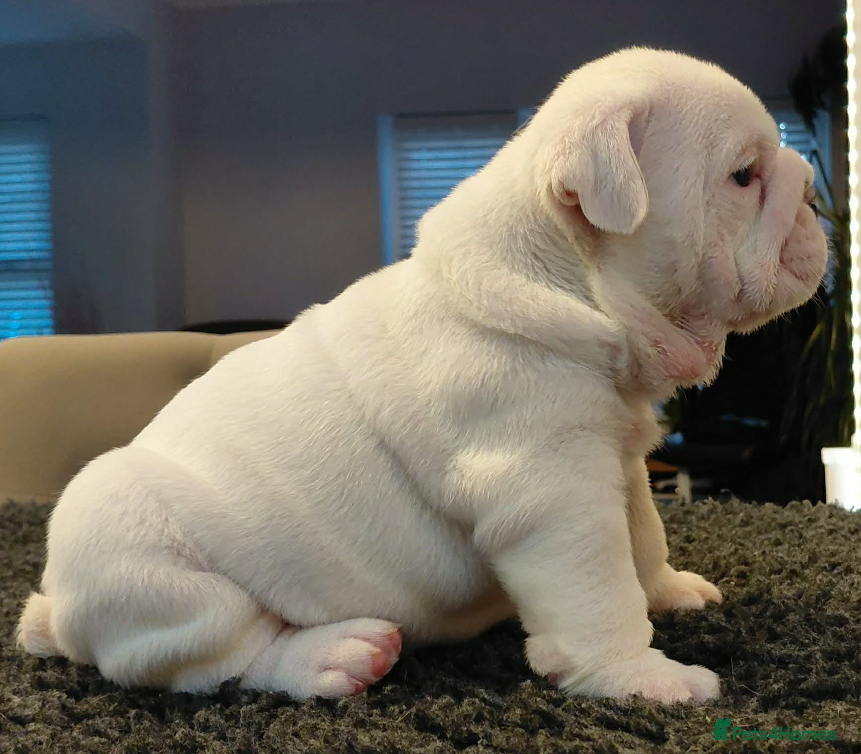 English Bulldog dogs English Bulldog Puppies Loving Homes Wanted 🐾 - Advert 11