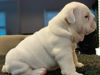 English Bulldog dogs English Bulldog Puppies Loving Homes Wanted 🐾 - Advert 5