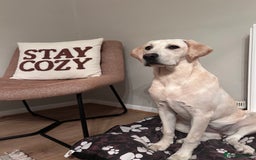 Labrador Retriever dogs for sale: Labrador retriever - Image 6