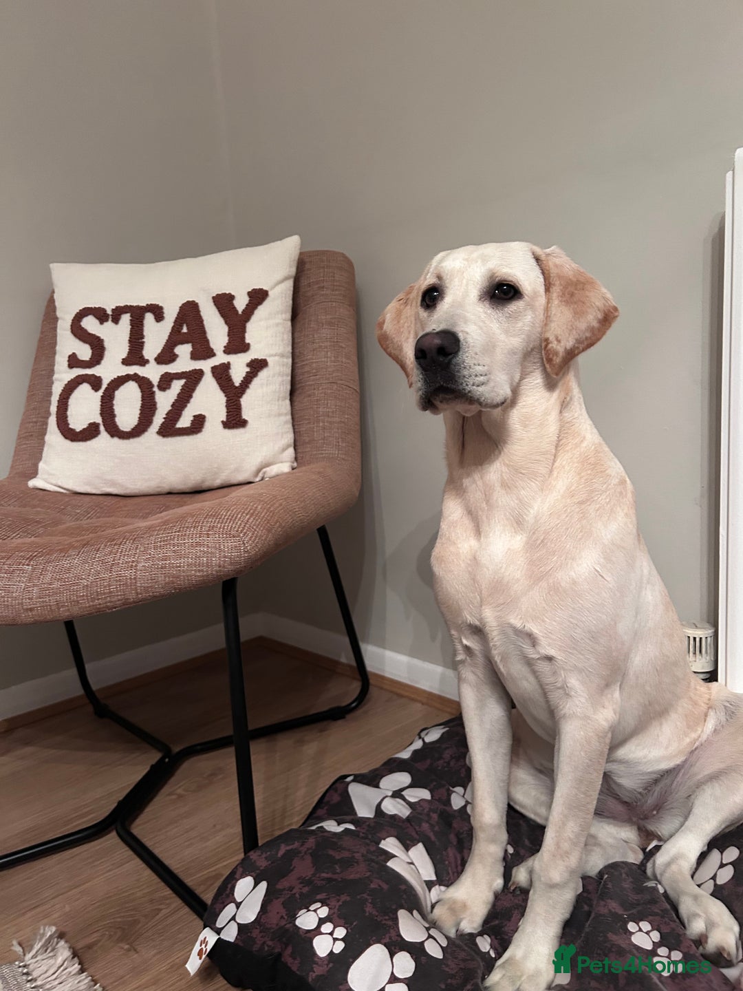 Labrador Retriever dogs for sale: Labrador retriever - Image 6
