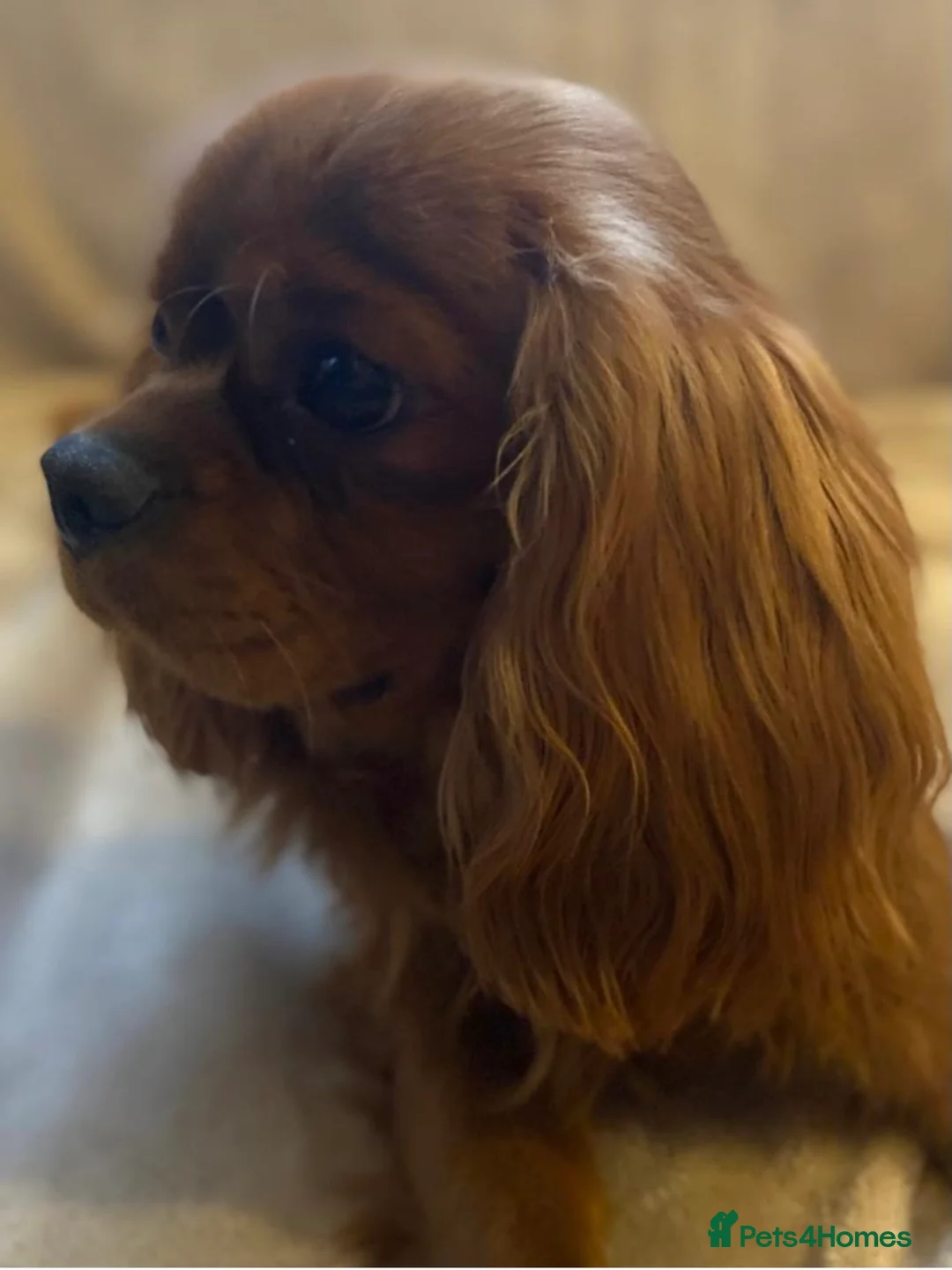 Cavalier King Charles Spaniel dogs for stud: 🌹KC REGISTERED HEALTH TESTED RUBY CKC FOR STUD in Sheerness - Advert 4