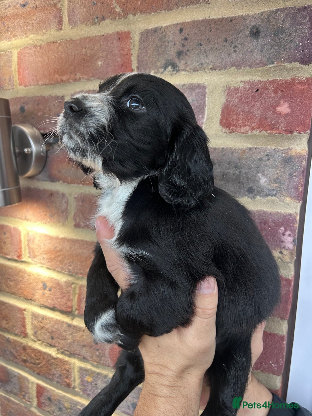 Cocker Spaniel dogs for sale: 2 female beautiful cocker spaniel puppies  - Advert 7