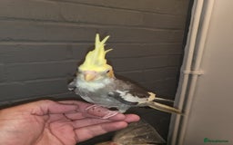 Cockatiels birds for sale: Deposit secures - Image 1