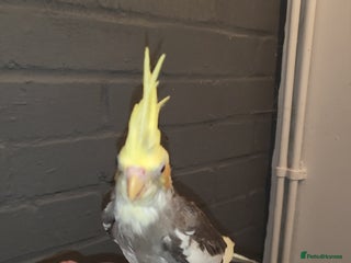 Cockatiels birds - Advert 15