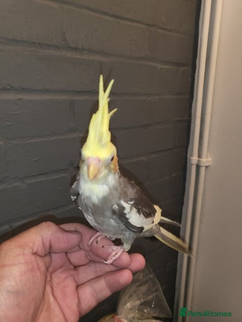 Cockatiels birds - Advert 1