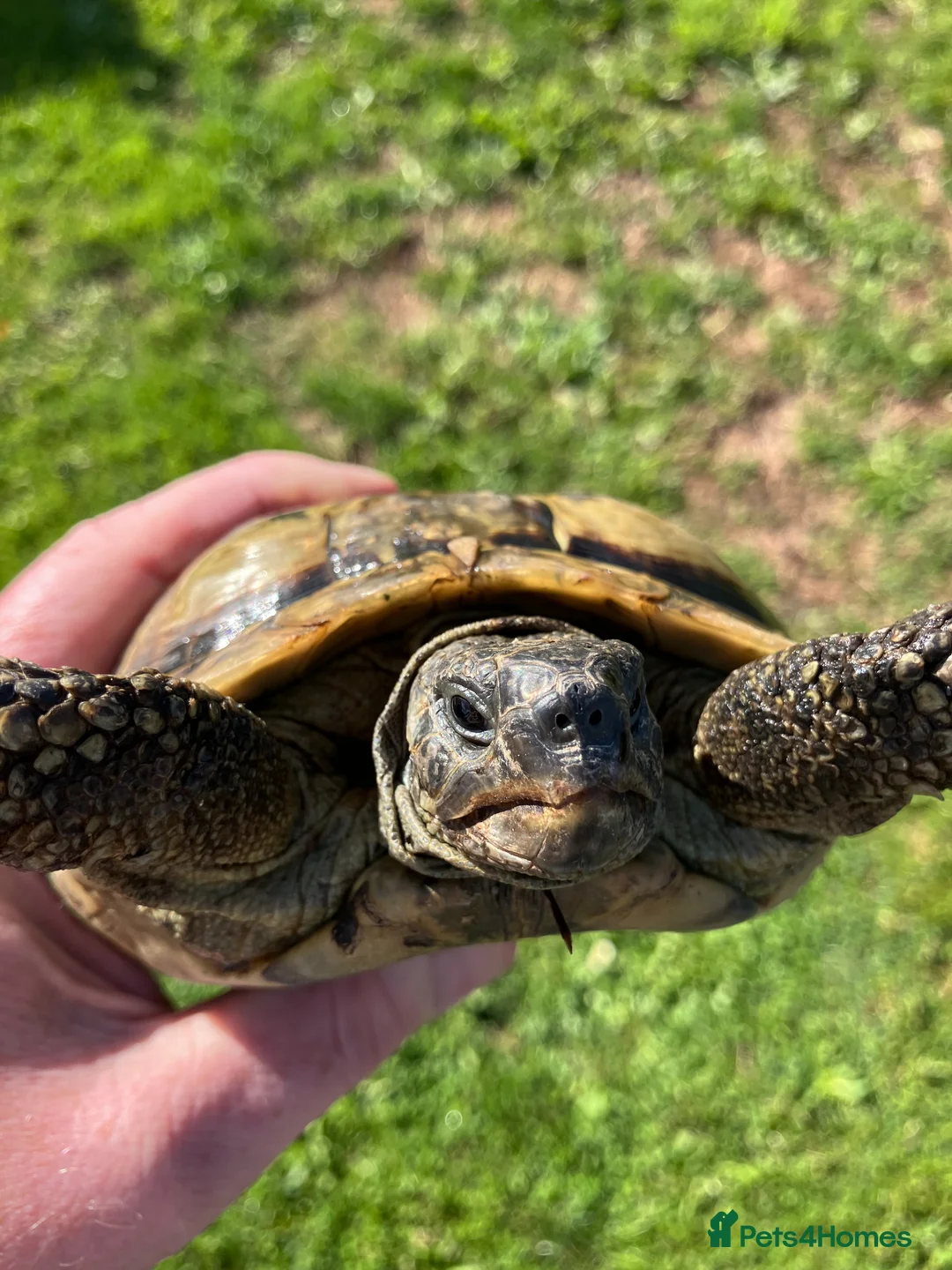 Hermann Tortoise reptiles for sale: Hermanns Tortoise 19 years old called Victor - Advert 9