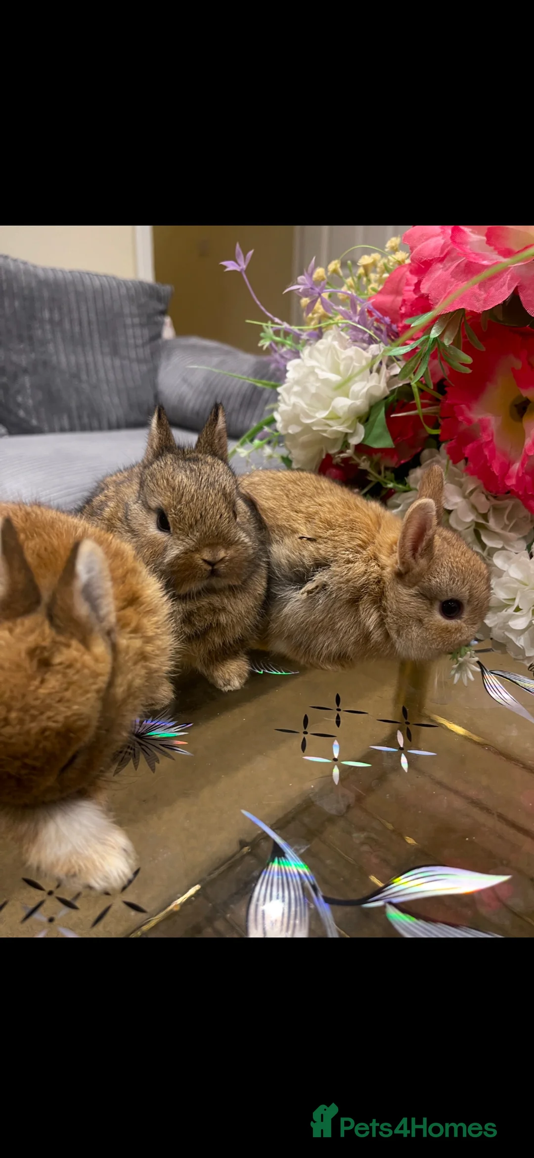 Netherland Dwarf rabbits for sale: Pure Netherland Dwarf - Advert 2