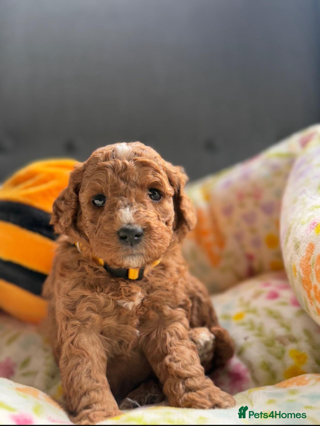 Mixed Breed dogs for sale: Mini Double Doodles 🧬 Tested Clear  - Image 23