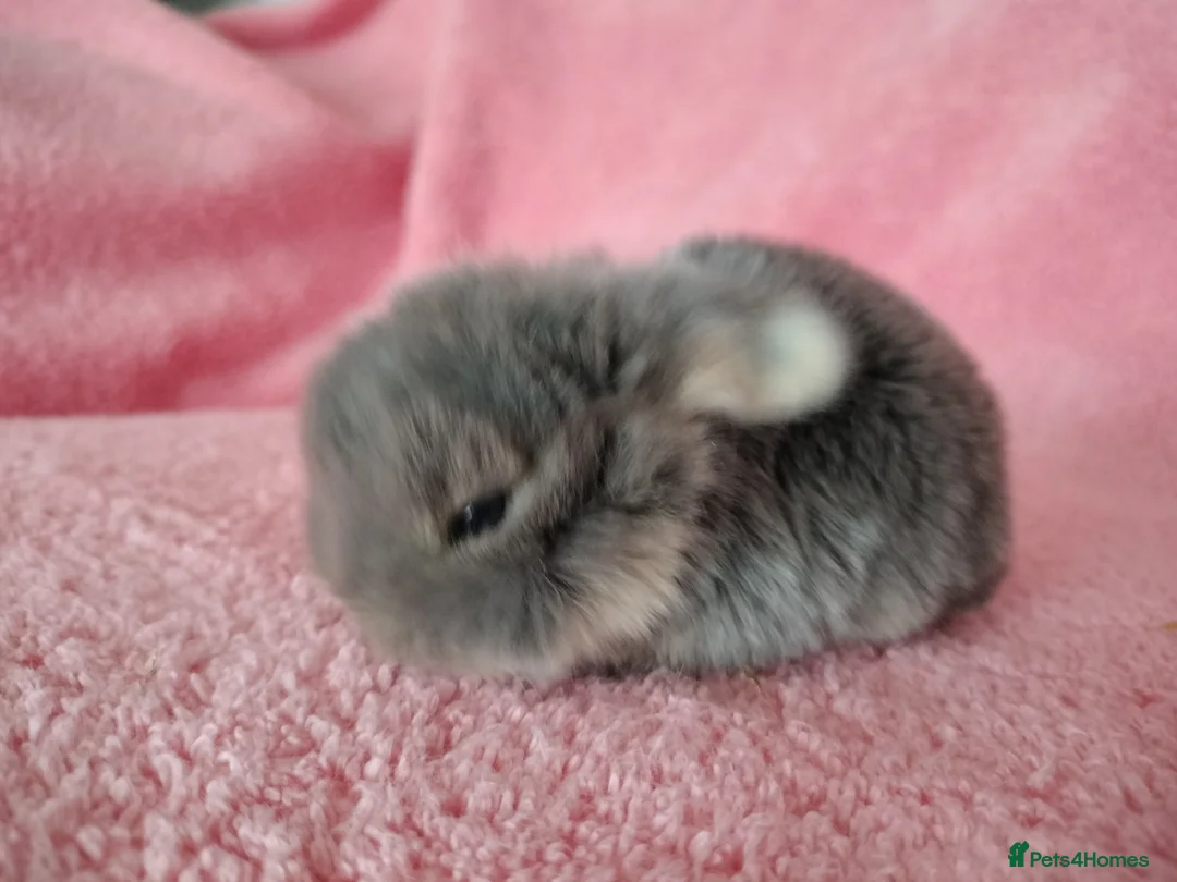 Mini Lop rabbits for sale: Baby mini lops for sale  - Advert 5
