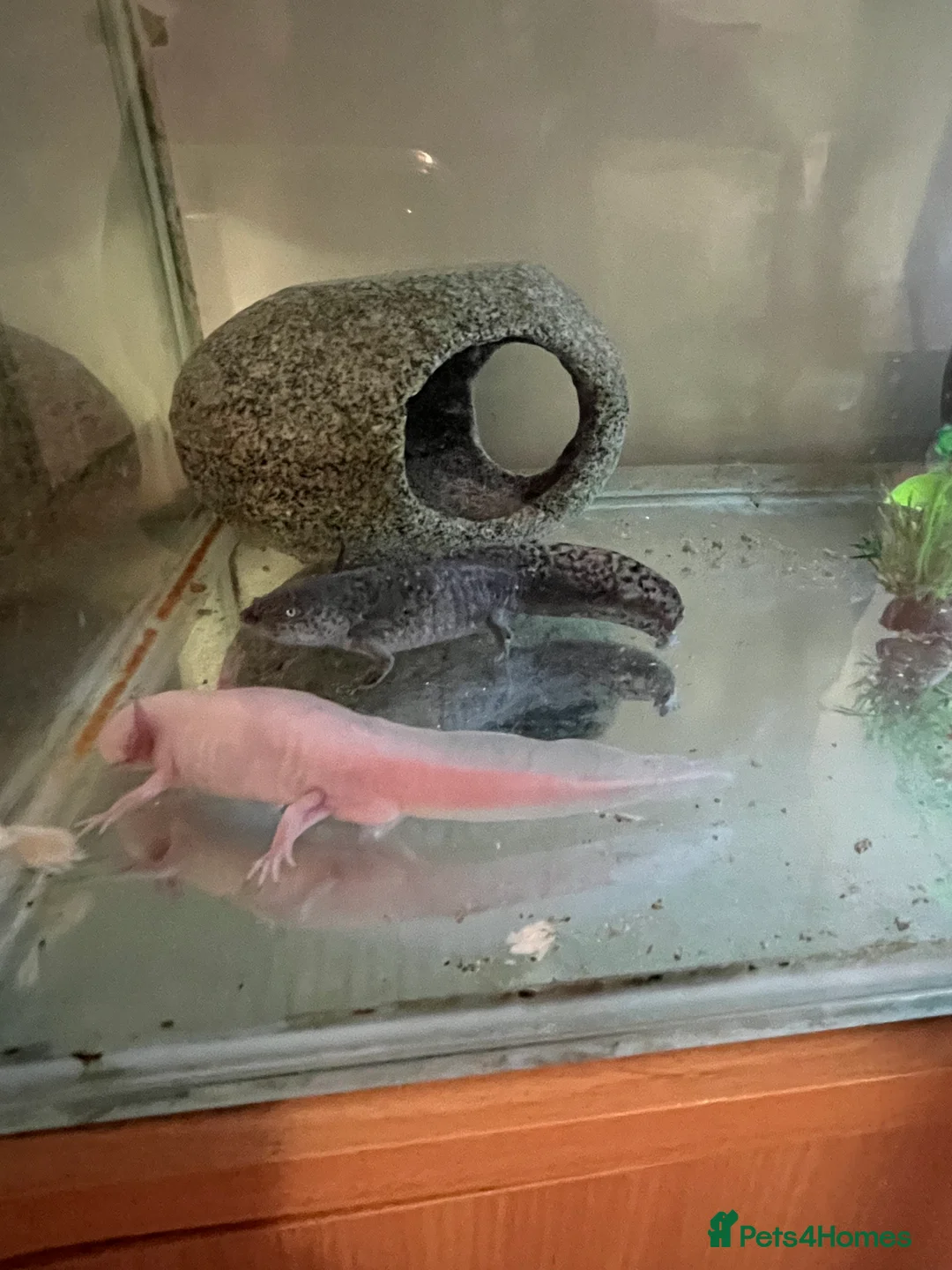 Axolotl reptiles for sale: Mixed pair of Axolotls with Tank - Advert 8