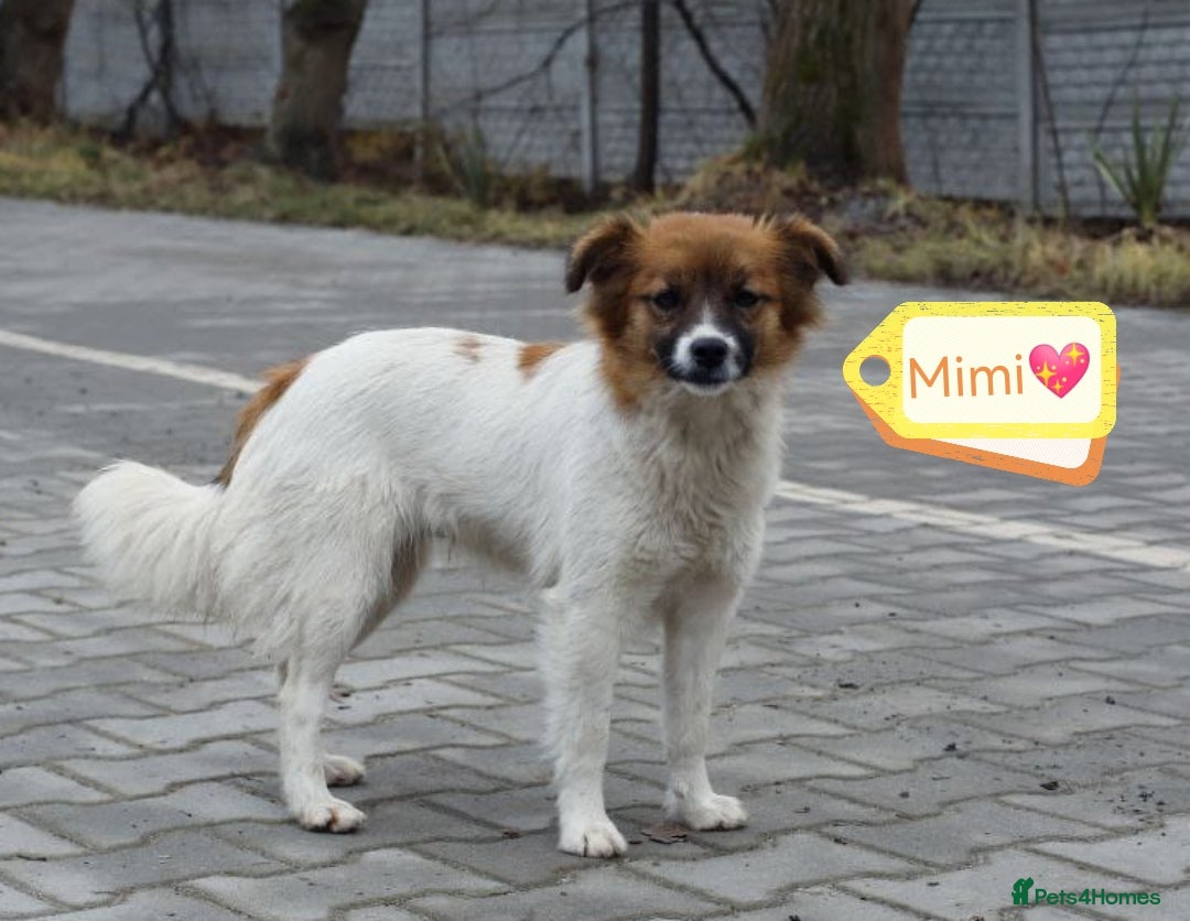 Mixed Breed dogs 💖🐶 MIMI 🐶💖 - Advert 1
