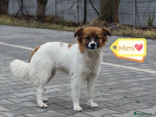Mixed Breed dogs 💖🐶 MIMI 🐶💖 - Advert 1