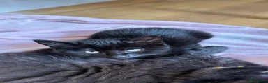 Mixed Breed Kitten 1