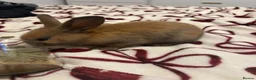 Mixed Breed rabbits for sale: Rabbits aged 5 weeks currently in Portsmouth - Advert 3
